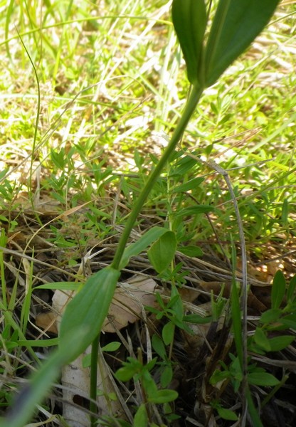 Centaurium erythraea sl.